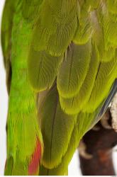 Amazon white-fronted - Amazona albifrons